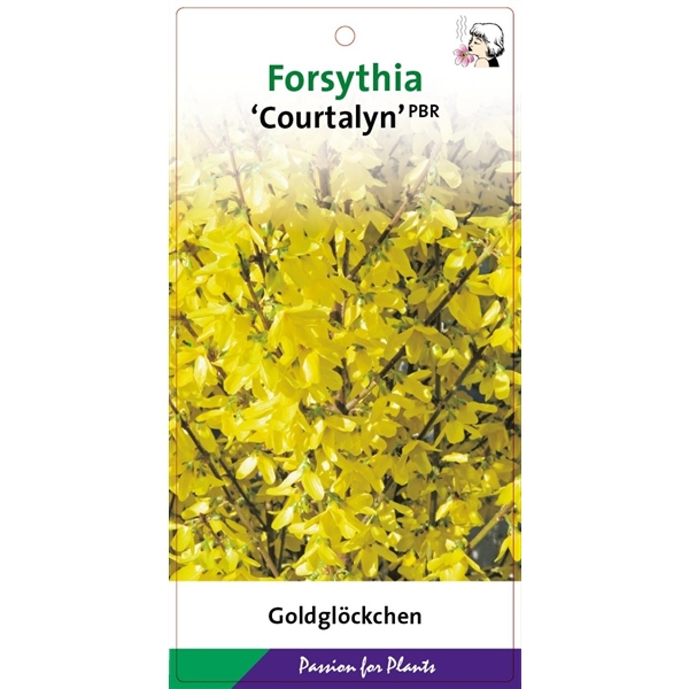 Forsythia int. 'Courtalyn' - C5 50-60 CM